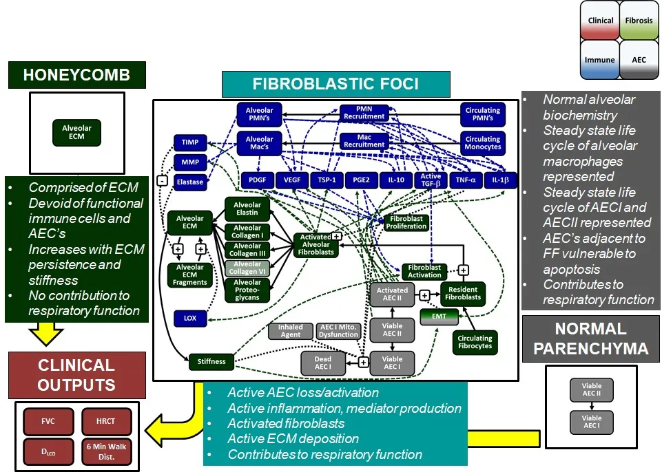 IPFsym_summary_diagram.jpg