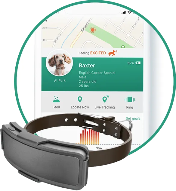 safepath-iot-pet-lifestyle-responsive.png