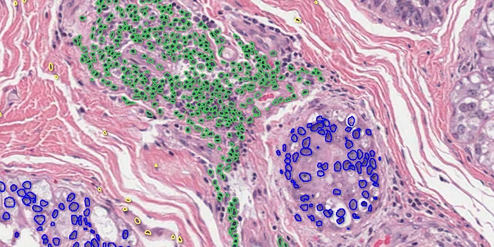 20.10-Object-Cell-Phenotyping.jpg